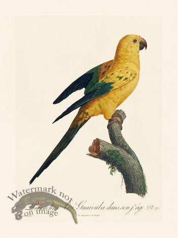 Barraband Parrot 020
